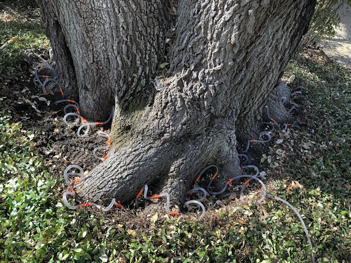 Detailed Tree Cabling and Bracing job site in Brielle