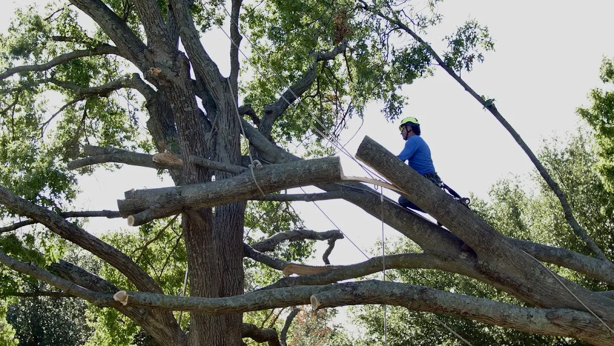 Professional Crown Thinning performed by certified arborists in Brielle