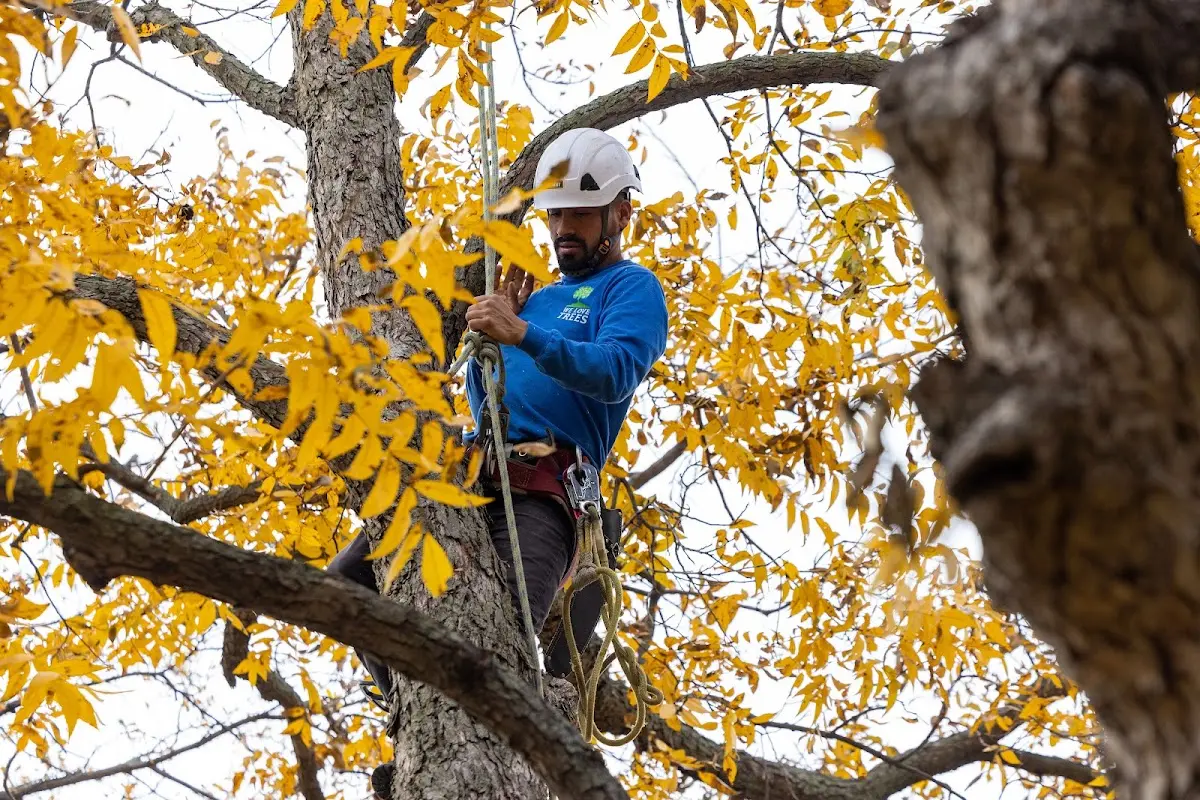 Skilled Storm Damage Cleanup crew working in Brielle